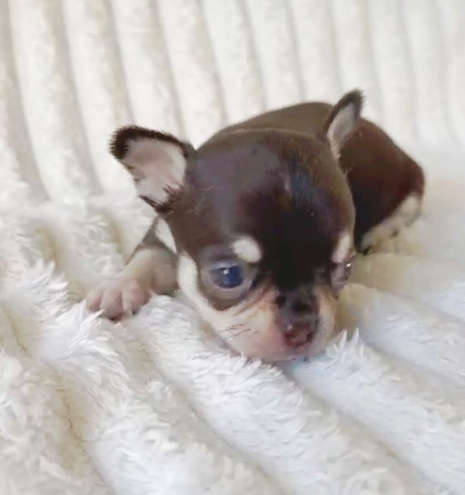 Chihuahua  Super Mini. Menino  Chocolate and Tan.Cabeça de maçã.