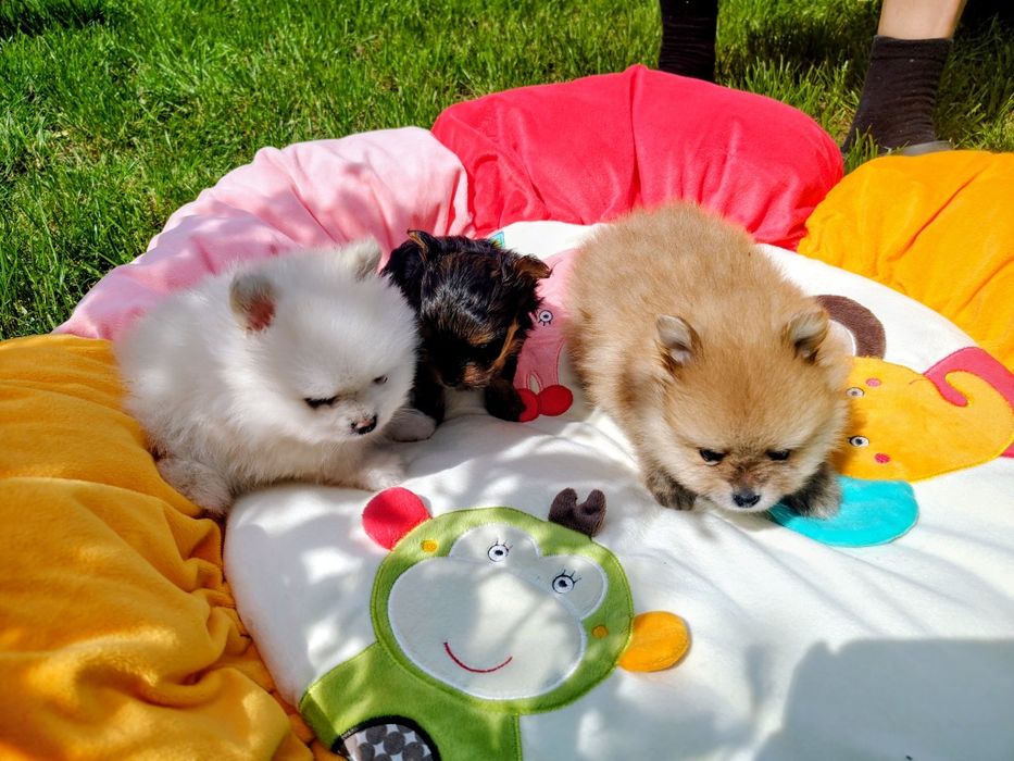 Pomeranian , szpic miniaturka