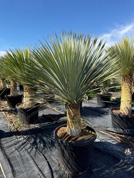 Yucca Rostrata juka roślina egzotyczna Palma mrozoodporna Trachycarpus