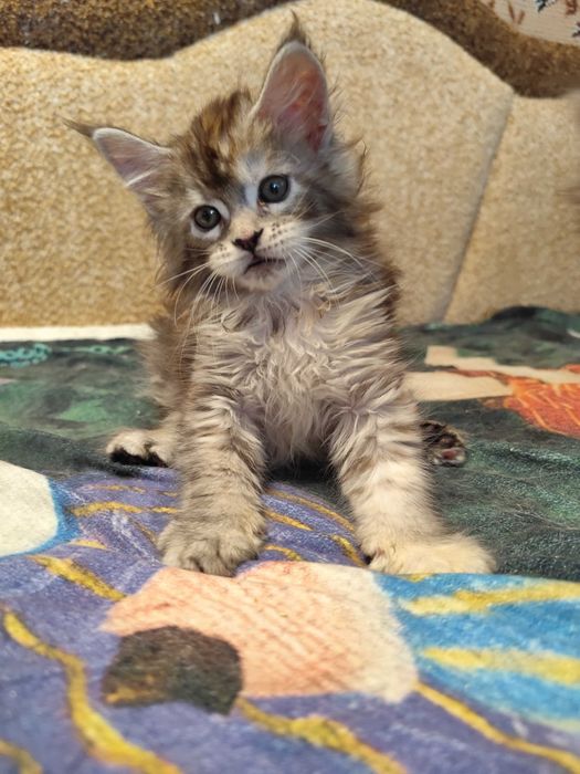 Кошенята Мейн кун
