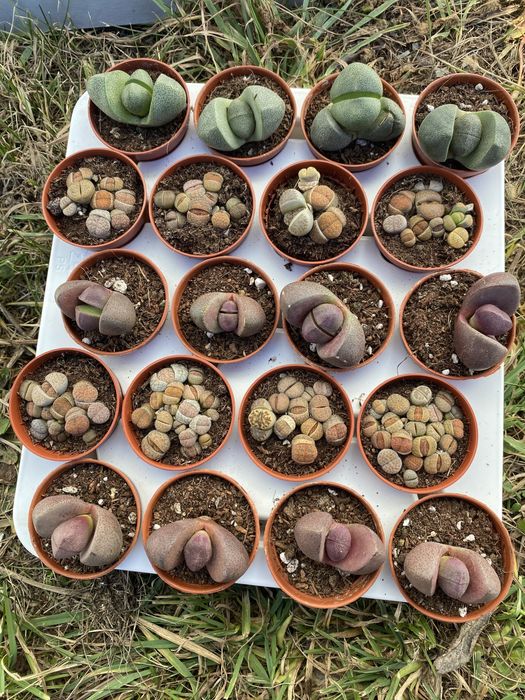 Літопси , живі камінці