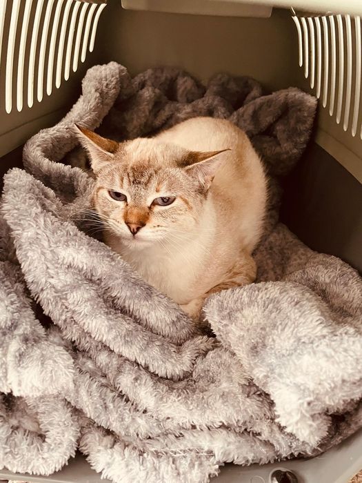 Gatinha jovem esterilizada para adoção