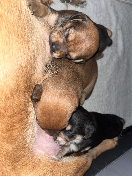 Oddam szczeniaki za darmo