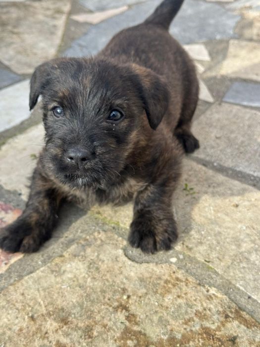 Filhotes de Fila de São Miguel para adoção responsável