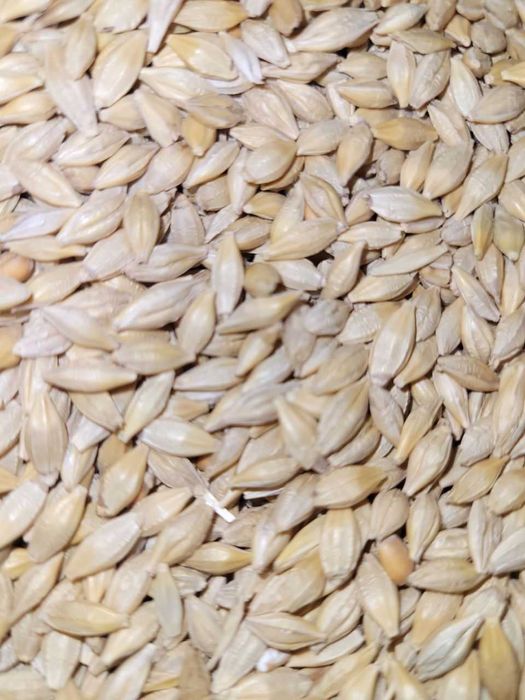 Продається ячмінь