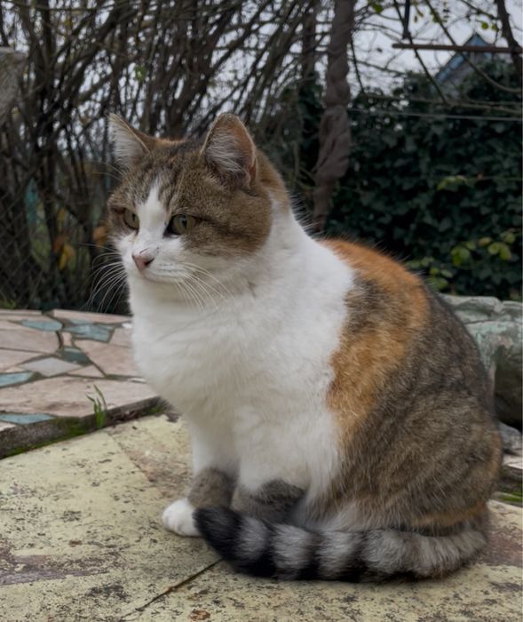 Кошечка отдаем в добрые руки