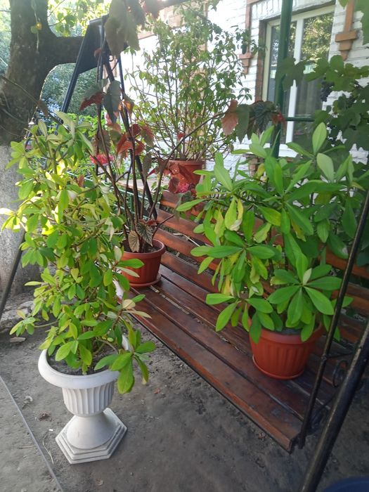 продам кімнатні рослини для офіса