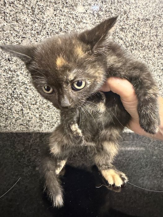 Gatinhos para adoção