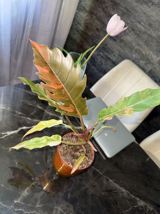 Філодендрон Caramel Marble Var