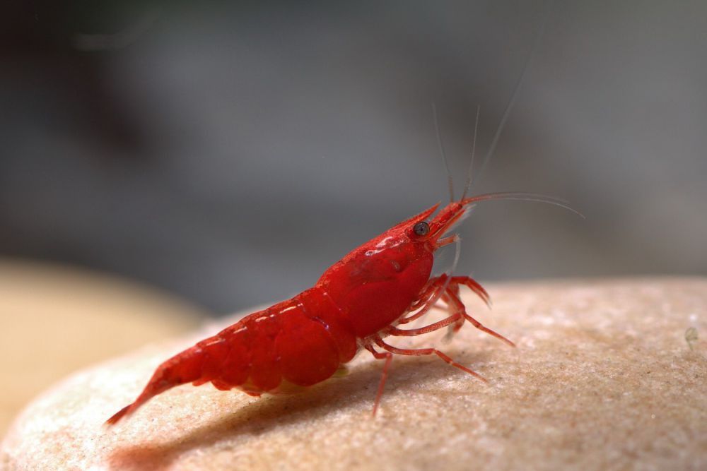 Креветка червона Сакура Чемпіон Red Fire та помаранчева Orange. Чиста