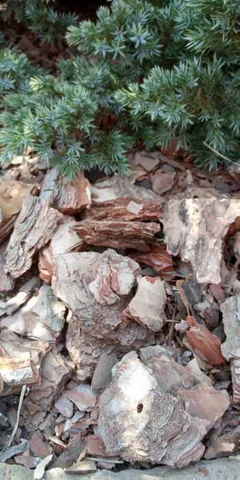 Кора . мульча сосновая , опад , иголки , шишки: 95 грн. - Сад / огород ...