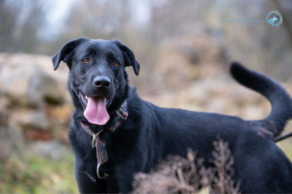 Czarny, radosny labrador. Duży pies w schronisku dla zwierząt. Adopcja
