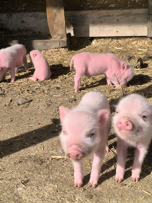mini pigs- porco anão