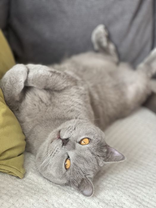 Британські коти, брати, безкоштовно, лише в добрі руки