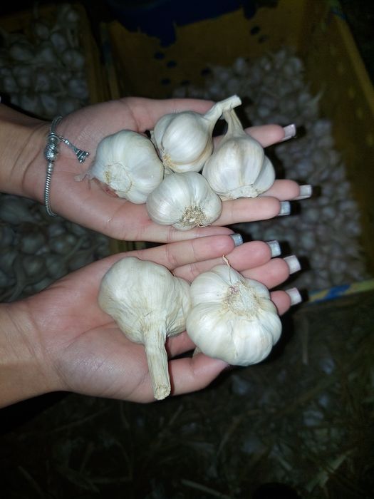 Продам ярий часник , відправка від 10 кг