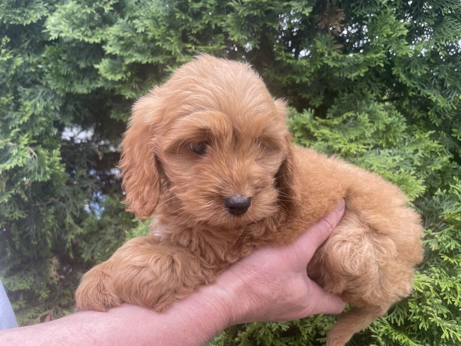 Cockapoo  suczka