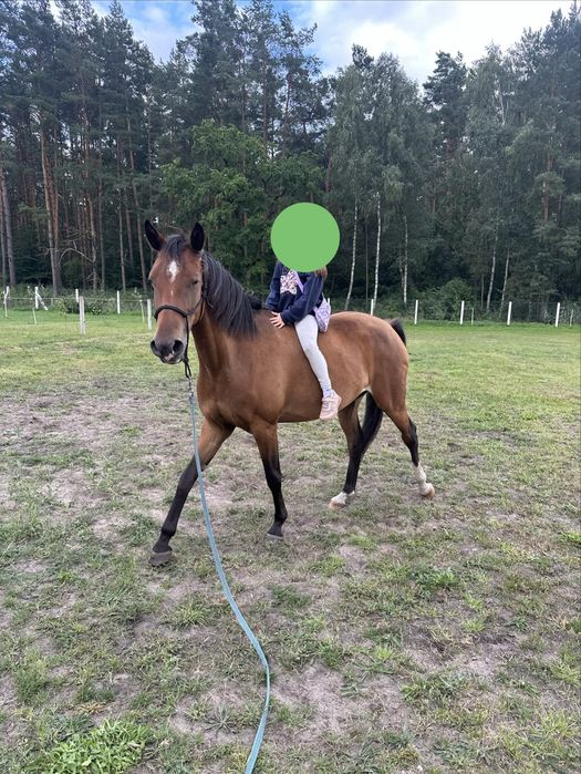 Klacz / Koń - 4,5 roku