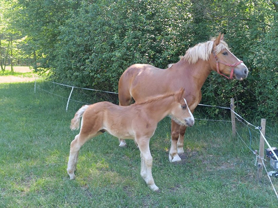 Klacz sokólska z ogierkiem