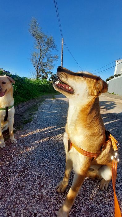 Cão e Cadela para adoção