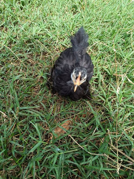Pekins black e black mottled
