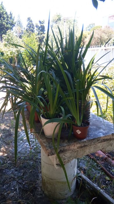 Agapantos em vasos