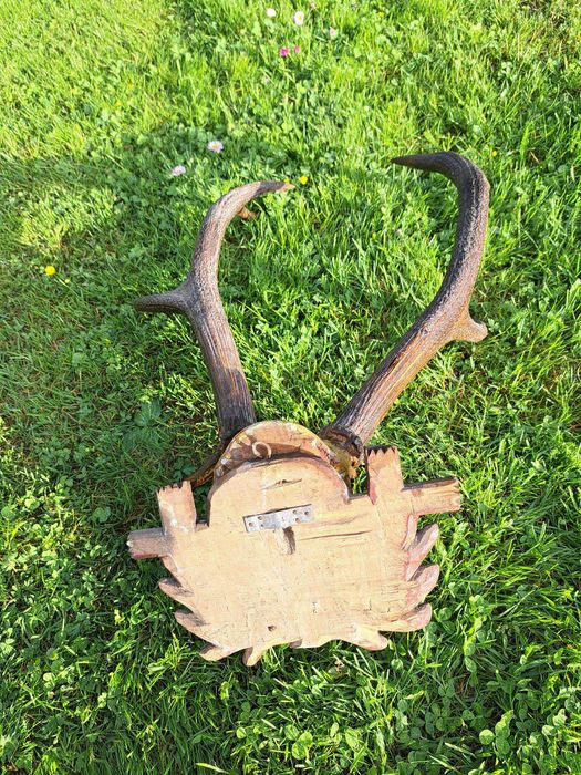 Poroże jelenia do powieszenia