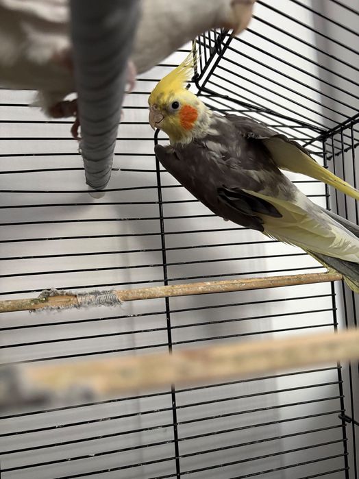 Papuga nimfa samiec i samica