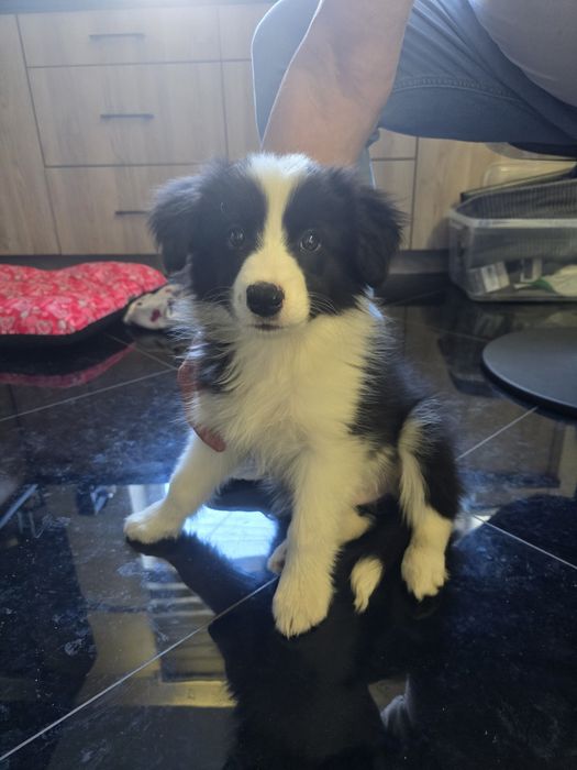 Sprzedam psa Border Collie szczeniak Warszawa