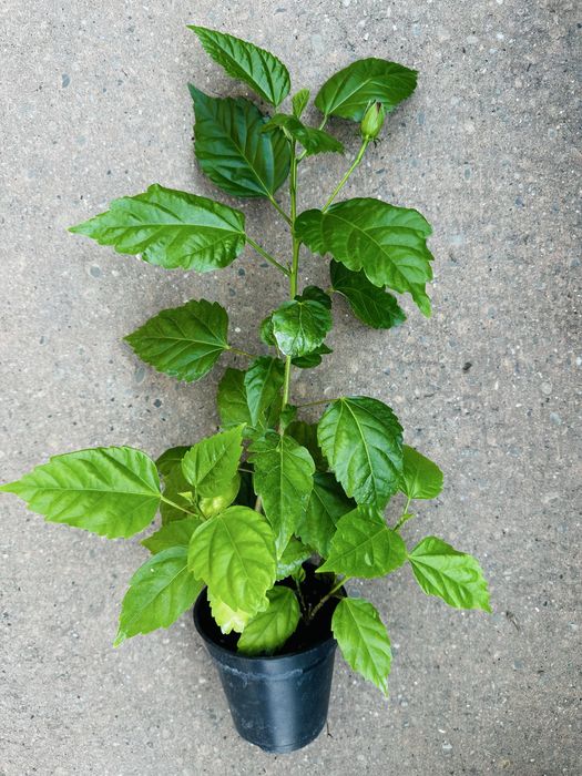 Róża chińska (Hibiskus)
