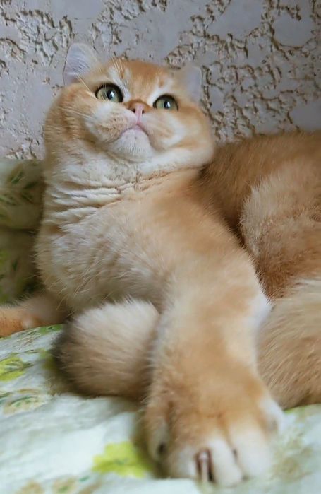 Британский золотой.Яркий