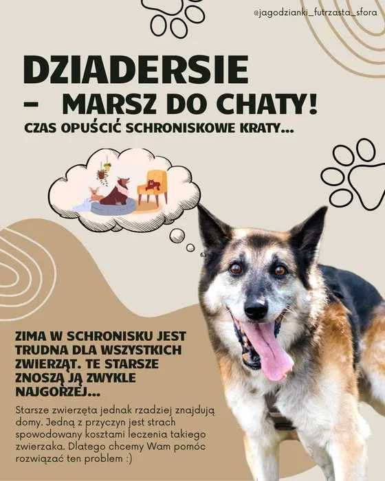 Bruno szuka domu