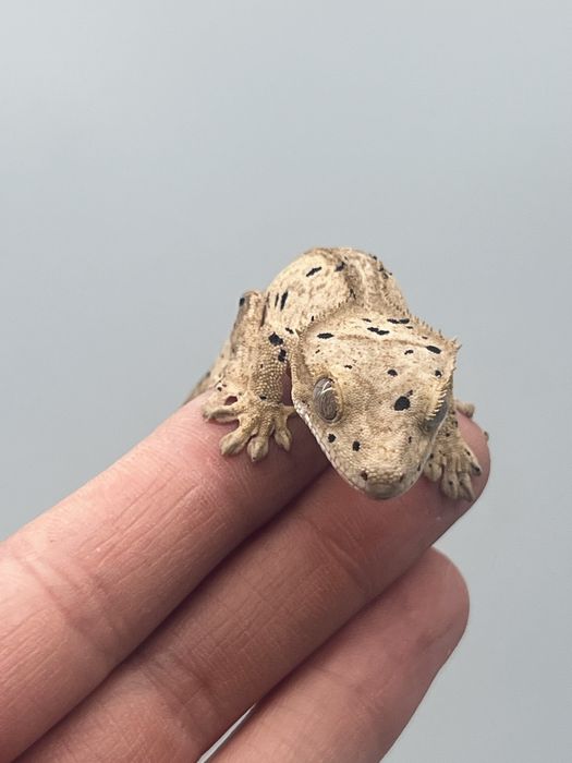 Gekon orzęsiony maluch dalmatian