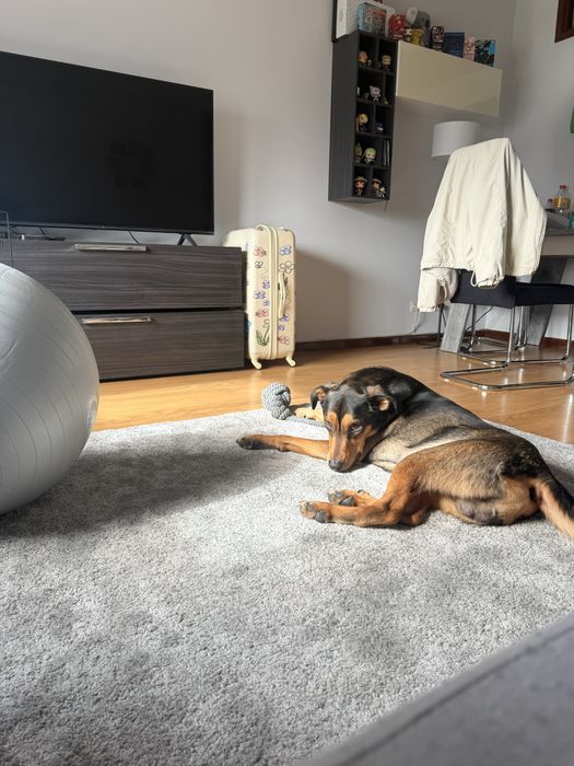 Cão (para adoçao)