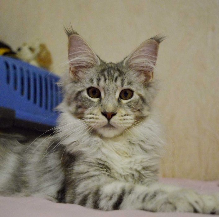 5мес СУПЕР-КОТ серебряного окраса Известный питомник Bartalameo