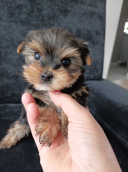 Sunia Yorkshire terrier