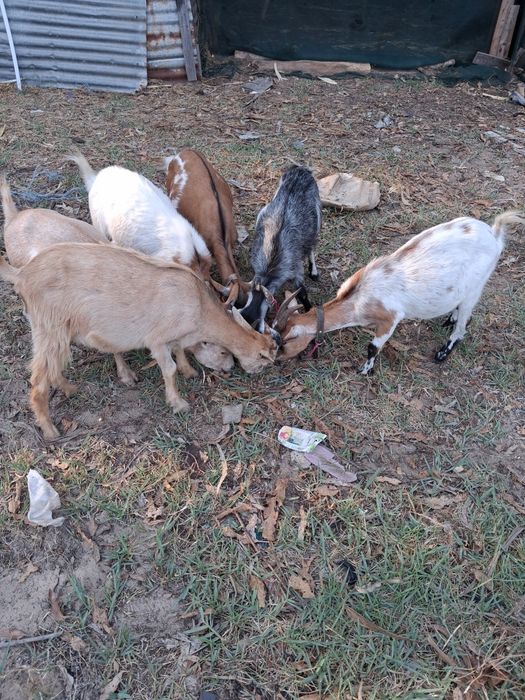 Cabras cheias anãs