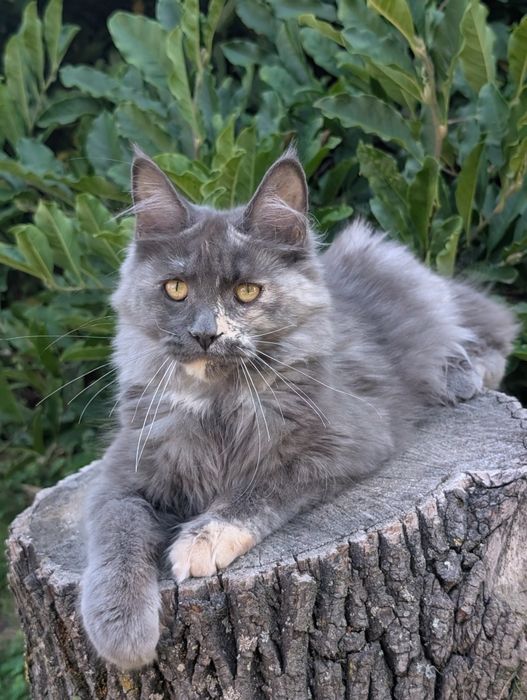 Heidi niebieska szylkretka srebrzysta kotka Maine Coon Zapraszamy