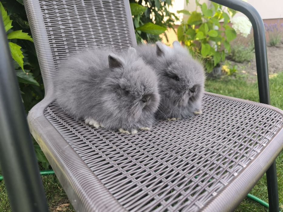 Króliczki Teddy puszyste metryka
