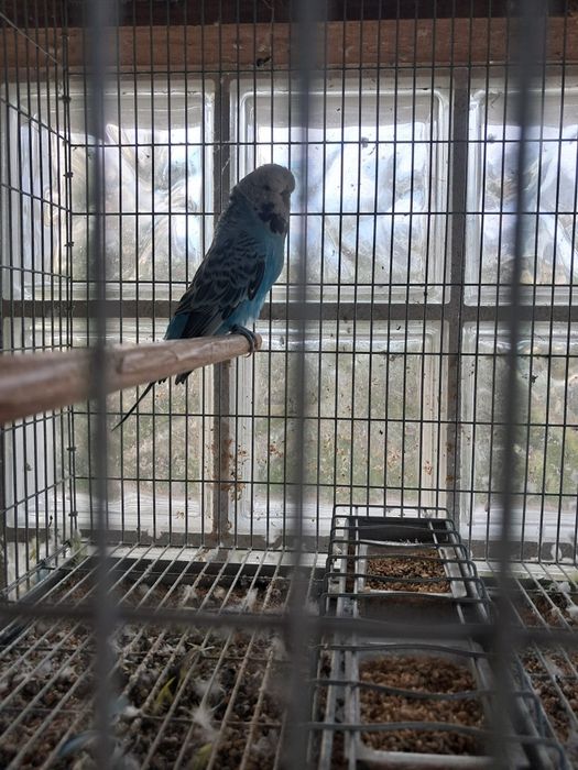 Casal de periquitos Inglês