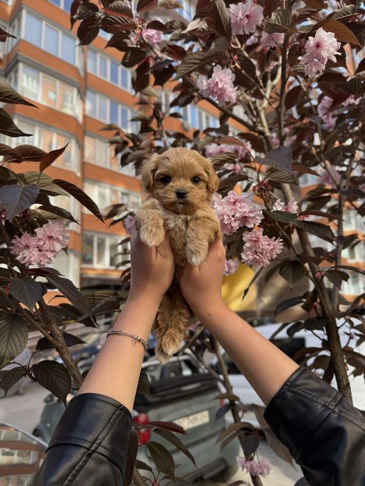 Мальтипу Ф1/Ф2 (міні та мікро)