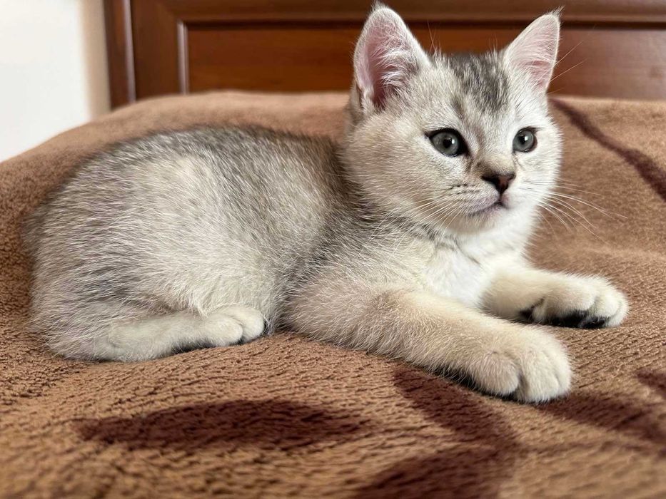 Шотландське кошеня, Скотіш Страйт Львів