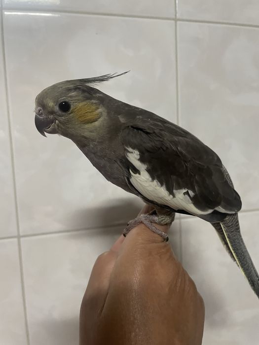 Caturras criadas à mão