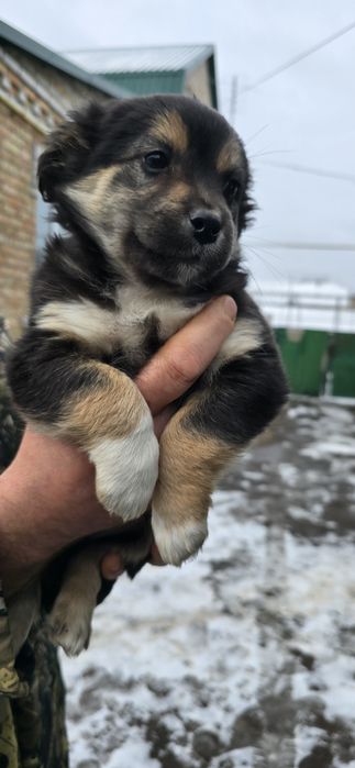 Маленьких клубочків в добрі руки