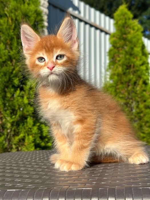 Leonardo-Kocurek Maine Coon