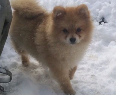 Підрощений хлопчик померанського шпіца