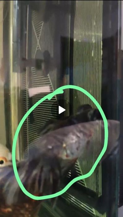 Oranda (ler bem descrição)