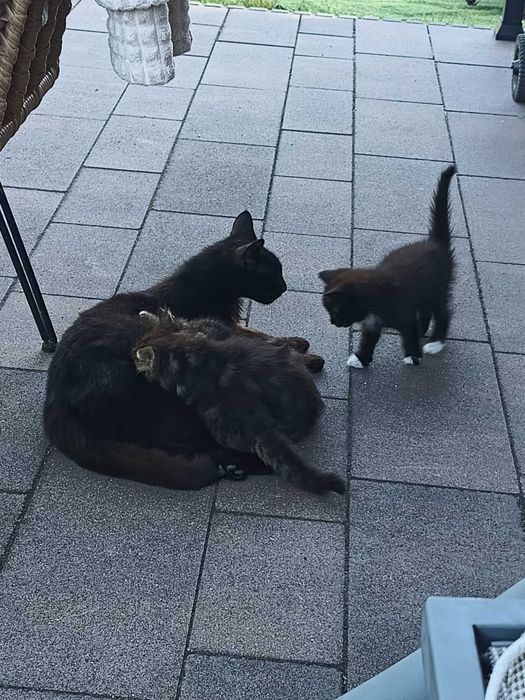 Oddam śliczne kotki
