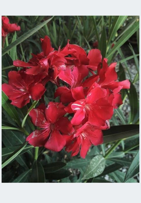 Przepiękny  Oleander czerwony duża sadzonka