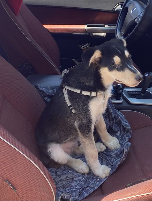 Цуцик шукае люблячу родину