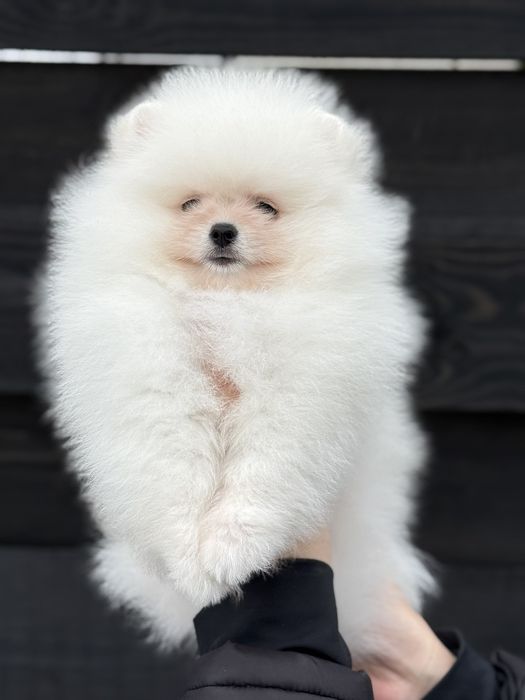 Хлопчик померанського шпіца